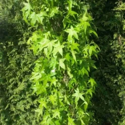 Amberboom (Liquidambar Styraciflua 'Slender Silhouette') 7 Amberboom (Liquidambar Styraciflua 'Slender Silhouette') -Groen Ziel Verkoop liquidambar slender silhouette 1 1