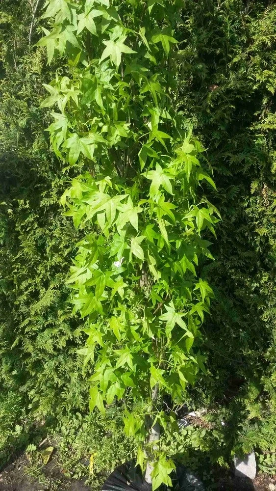 Amberboom (Liquidambar Styraciflua 'Slender Silhouette') 3 Amberboom (Liquidambar Styraciflua 'Slender Silhouette') - Afbeelding 3