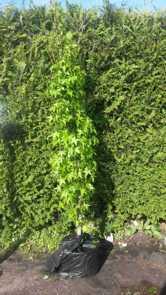 Amberboom (Liquidambar Styraciflua 'Slender Silhouette') 2 Amberboom (Liquidambar Styraciflua 'Slender Silhouette') - Afbeelding 2