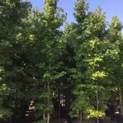 Meerstammige Amberboom (Liquidambar Styraciflua) 24 Meerstammige Amberboom (Liquidambar Styraciflua) -Groen Ziel Verkoop liquidambar styracifla 500550