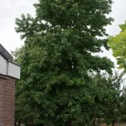 Amberboom (Liquidambar Styraciflua) 34 Amberboom (Liquidambar Styraciflua) -Groen Ziel Verkoop liquidambar styraciflua