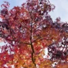 Amberboom (Liquidambar Styraciflua)