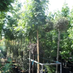 Amberboom (Liquidambar Styraciflua) -Groen Ziel Verkoop liquidambar styraciflua 10 12ho cont 1