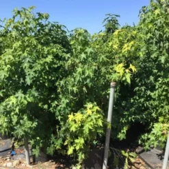 Meerstammige Amberboom (Liquidambar Styraciflua) 29 Meerstammige Amberboom (Liquidambar Styraciflua) -Groen Ziel Verkoop liquidambar styraciflua 100 125cm meerstammig