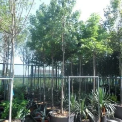 Amberboom (Liquidambar Styraciflua) -Groen Ziel Verkoop liquidambar styraciflua 16 18ho cont 1