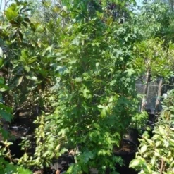 Amberboom Als Struik (Liquidambar Styraciflua) -Groen Ziel Verkoop liquidambar styraciflua 175 200 250 geveerd