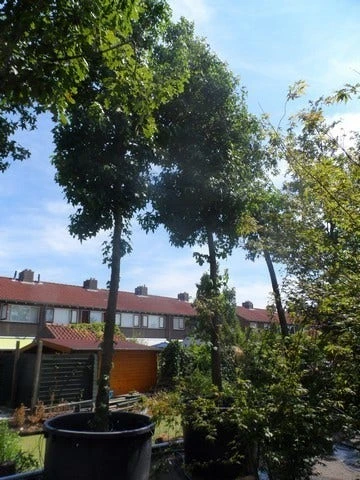 Amberboom (Liquidambar Styraciflua) 12 Amberboom (Liquidambar Styraciflua) - Afbeelding 12