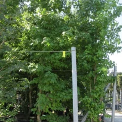 Meerstammige Amberboom (Liquidambar Styraciflua) 23 Meerstammige Amberboom (Liquidambar Styraciflua) -Groen Ziel Verkoop liquidambar styraciflua 500 550 meerstammig
