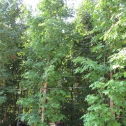 Meerstammige Amberboom (Liquidambar Styraciflua) 22 Meerstammige Amberboom (Liquidambar Styraciflua) -Groen Ziel Verkoop liquidambar styraciflua 500 550 meerstammig 2