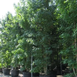 Meerstammige Amberboom (Liquidambar Styraciflua) 21 Meerstammige Amberboom (Liquidambar Styraciflua) -Groen Ziel Verkoop liquidambar styraciflua 500 550 meerstammig 3