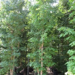 Meerstammige Amberboom (Liquidambar Styraciflua) 20 Meerstammige Amberboom (Liquidambar Styraciflua) -Groen Ziel Verkoop liquidambar styraciflua 500 550 meerstammig 4