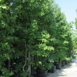 Meerstammige Amberboom (Liquidambar Styraciflua) 19 Meerstammige Amberboom (Liquidambar Styraciflua) -Groen Ziel Verkoop liquidambar styraciflua 500 550 meerstammig 5