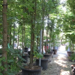 Meerstammige Amberboom (Liquidambar Styraciflua) 18 Meerstammige Amberboom (Liquidambar Styraciflua) -Groen Ziel Verkoop liquidambar styraciflua 500 550 meerstammig 6