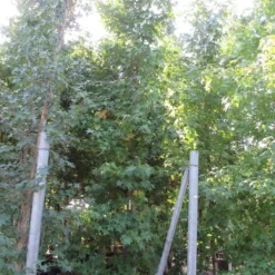 Meerstammige Amberboom (Liquidambar Styraciflua) 17 Meerstammige Amberboom (Liquidambar Styraciflua) -Groen Ziel Verkoop liquidambar styraciflua 500 550 meerstammig 9