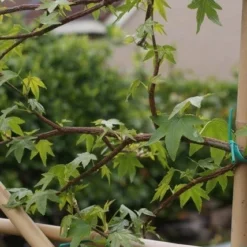 Amberboom Als Leiboom (Liquidambar Styraciflua) -Groen Ziel Verkoop liquidambar styraciflua 5