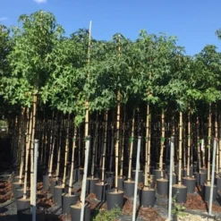 Amberboom (Liquidambar Styraciflua) 35 Amberboom (Liquidambar Styraciflua) -Groen Ziel Verkoop liquidambar styraciflua 6 8cm