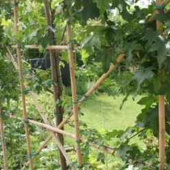 Amberboom Als Leiboom (Liquidambar Styraciflua) -Groen Ziel Verkoop liquidambar styraciflua 6