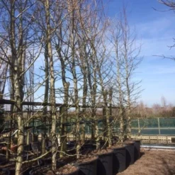 Amberboom (Liquidambar Styraciflua) 33 Amberboom (Liquidambar Styraciflua) -Groen Ziel Verkoop liquidambar styraciflua geveerd 2025 2