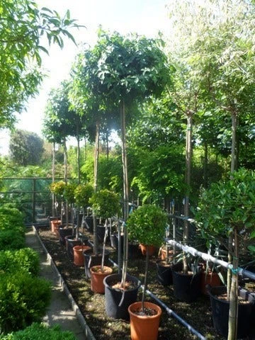 Amberboom (Liquidambar 'Gum Ball') 11 Amberboom (Liquidambar 'Gum Ball') - Afbeelding 11