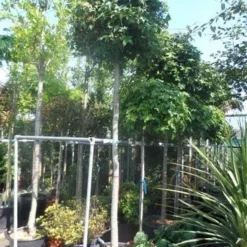 Amberboom (Liquidambar 'Gum Ball') 30 Amberboom (Liquidambar 'Gum Ball') -Groen Ziel Verkoop liquidambar styraciflua gum ball 14 16 18ho cont 1