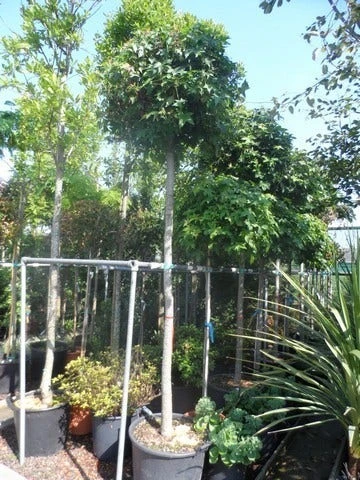 Amberboom (Liquidambar 'Gum Ball') 12 Amberboom (Liquidambar 'Gum Ball') - Afbeelding 12