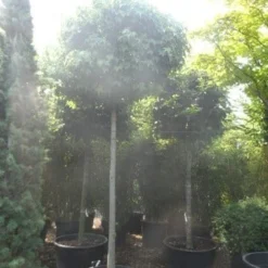 Amberboom (Liquidambar 'Gum Ball') 31 Amberboom (Liquidambar 'Gum Ball') -Groen Ziel Verkoop liquidambar styraciflua gum ball 20 25ho c160 1