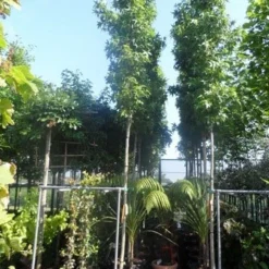 Amberboom (Liquidambar Styraciflua 'Slender Silhouette') 9 Amberboom (Liquidambar Styraciflua 'Slender Silhouette') -Groen Ziel Verkoop liquidambar styraciflua slender silhouette 12 14 16ho cont 1
