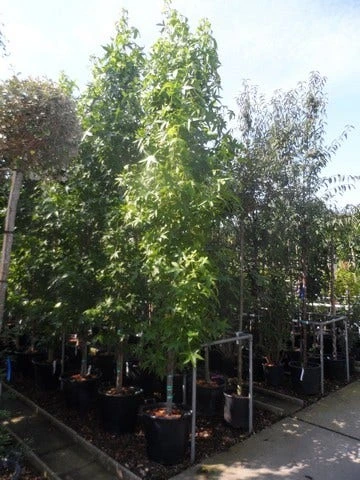 Amberboom (Liquidambar Styraciflua 'Slender Silhouette') 4 Amberboom (Liquidambar Styraciflua 'Slender Silhouette') - Afbeelding 4