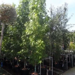 Amberboom (Liquidambar Styraciflua 'Slender Silhouette') -Groen Ziel Verkoop liquidambar styraciflua slender silhouette 300 350 cont