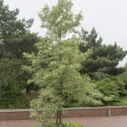 Amberboom (Liquidambar Styraciflua 'Variegata')