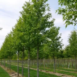 Grote Amberboom (Liquidambar Styraciflua 'Worplesdon') -Groen Ziel Verkoop liquidambar styraciflua worplesdon 20 25 1