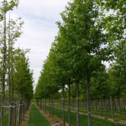 Grote Amberboom (Liquidambar Styraciflua 'Worplesdon') -Groen Ziel Verkoop liquidambar styraciflua worplesdon 25 30 1