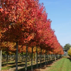 Grote Amberboom (Liquidambar Styraciflua 'Worplesdon') -Groen Ziel Verkoop liquidambar styraciflua worplesdon 30 35 1