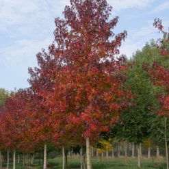 Grote Amberboom (Liquidambar Styraciflua 'Worplesdon') -Groen Ziel Verkoop liquidambar styraciflua worplesdon 35 40 1