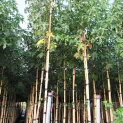 Amberboom (Liquidambar Styraciflua) -Groen Ziel Verkoop liquidambar styracuflua 1