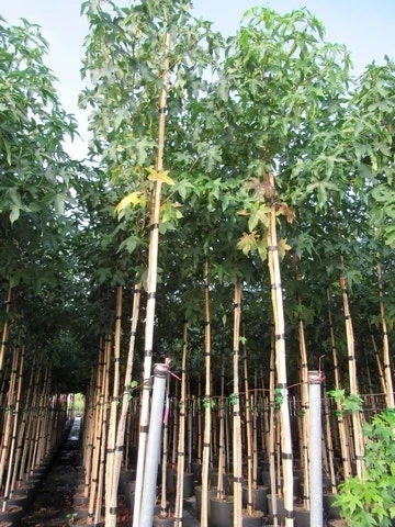 Amberboom (Liquidambar Styraciflua) 18 Amberboom (Liquidambar Styraciflua) - Afbeelding 18