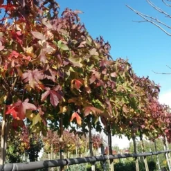 Amberboom (Liquidambar 'Gum Ball') 36 Amberboom (Liquidambar 'Gum Ball') -Groen Ziel Verkoop liquidambargumballherfst02 1