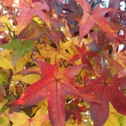 Amberboom Op Stam (Liquidambar 'Gum Ball') -Groen Ziel Verkoop liquidambargumballherfst04 1