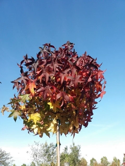 Amberboom (Liquidambar 'Gum Ball') 17 Amberboom (Liquidambar 'Gum Ball') - Afbeelding 17