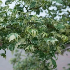 Amberboom (Liquidambar Styraciflua 'Variegata') -Groen Ziel Verkoop liquidambarvariegatavi01 1 1
