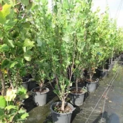 Tulpenboom (Liriodendron Tulipfera 'Fastigiata') -Groen Ziel Verkoop liriodendron tulipfera fastigiata 0175 200