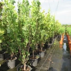 Tulpenboom (Liriodendron Tulipfera 'Fastigiata') -Groen Ziel Verkoop liriodendron tulipfera fastigiata 175 200