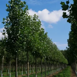 Grote Tulpenboom (Liriodendron Tulipifera) 5 Grote Tulpenboom (Liriodendron Tulipifera) -Groen Ziel Verkoop liriodendron tulipifera s 20 25 30 35 bo