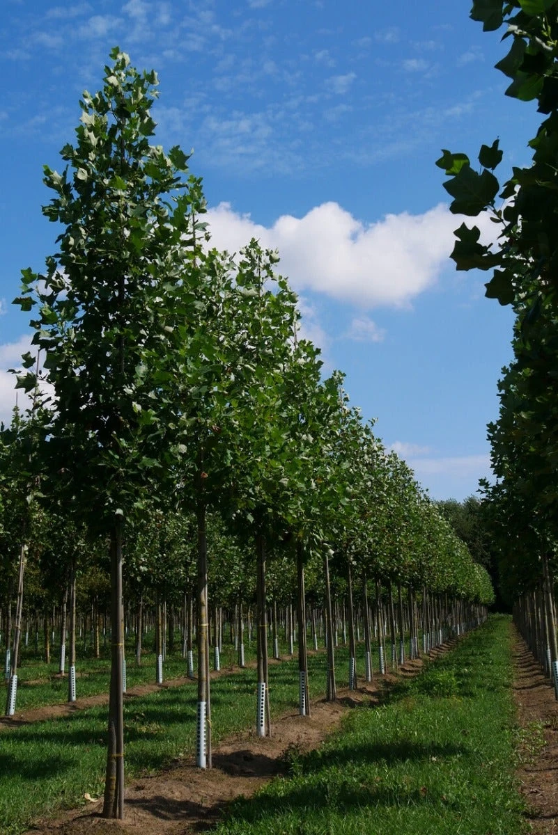 Grote Tulpenboom (Liriodendron Tulipifera) 3 Grote Tulpenboom (Liriodendron Tulipifera) - Afbeelding 3