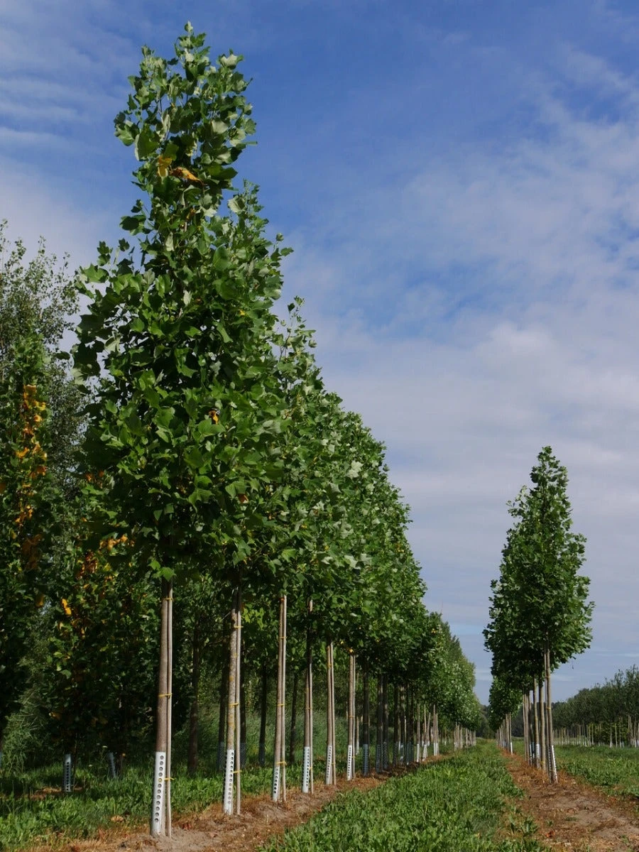 Grote Tulpenboom (Liriodendron Tulipifera) 2 Grote Tulpenboom (Liriodendron Tulipifera) - Afbeelding 2