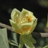 Tulpenboom (Liriodendron Tulipifera)
