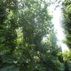 Tulpenboom (Liriodendron Tulipifera) -Groen Ziel Verkoop liriodendron tulipifera 12 14ho cont