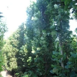 Tulpenboom (Liriodendron Tulipfera 'Fastigiata') -Groen Ziel Verkoop liriodendron tulipifera fastigiata 350 400 500 cont