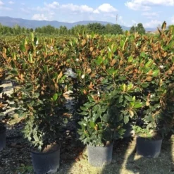 Beverboom (Magnolia Grandiflora 'Little Gem')