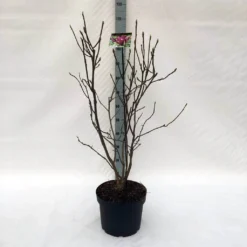 Beverboom (Magnolia Liliiflora 'Nigra') 17 Beverboom (Magnolia Liliiflora 'Nigra') -Groen Ziel Verkoop m. lil. nigra c10 1